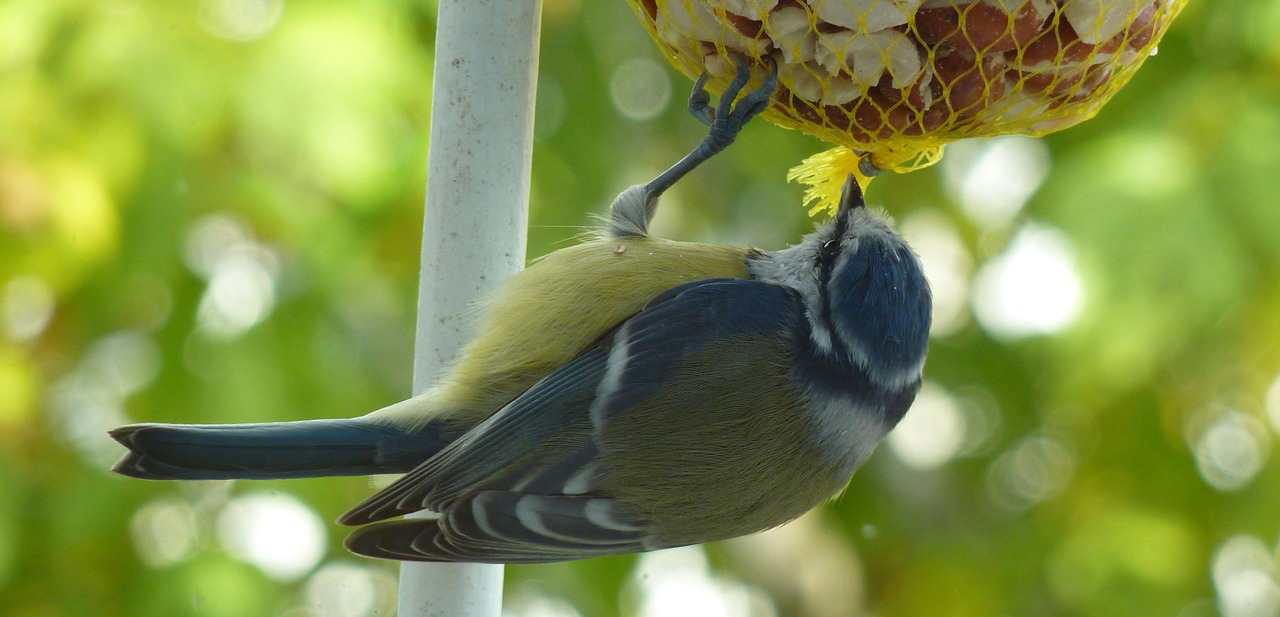 Image - tit bird feather blue tit garden