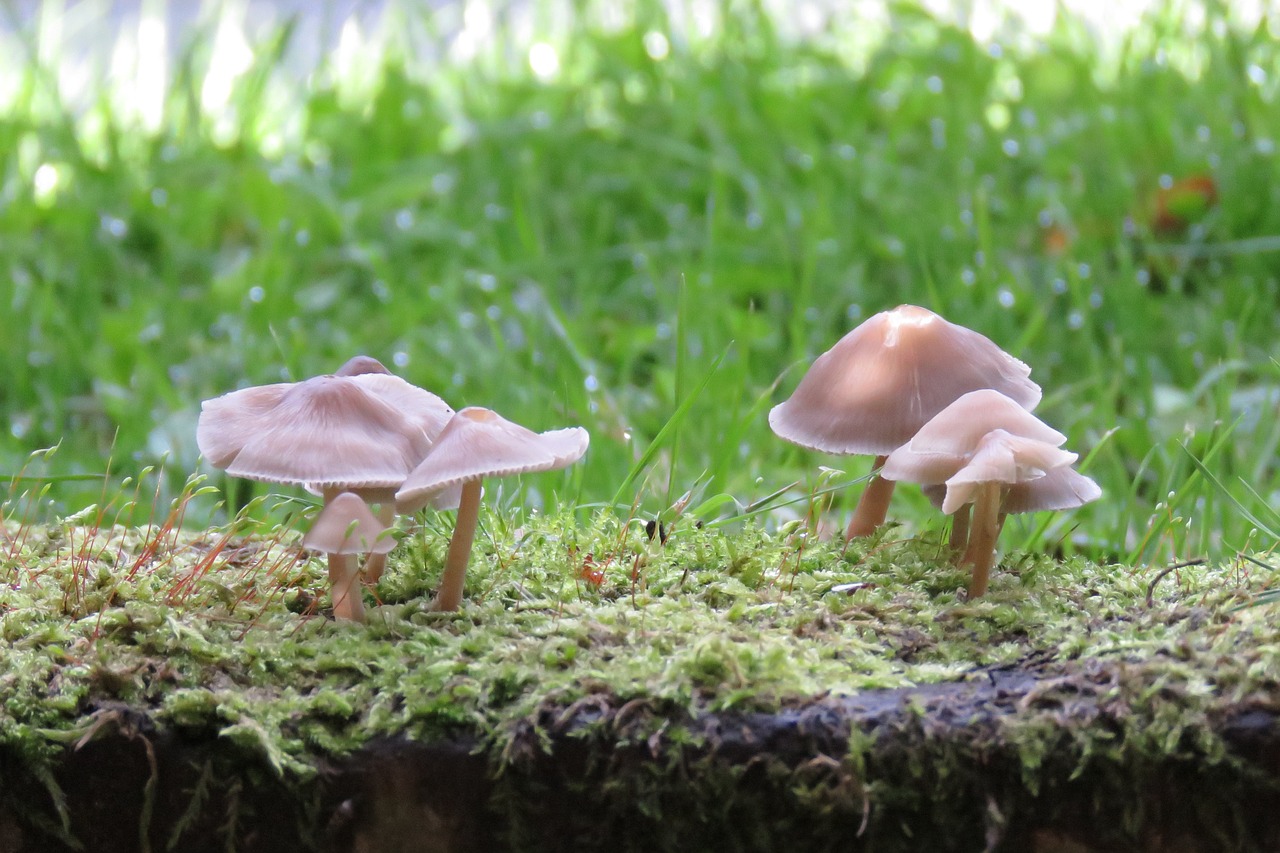 Image - fungus nature grass green pink