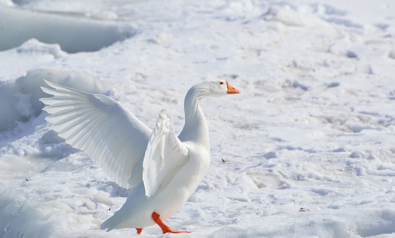 Image - greater snow goose goose snow goose