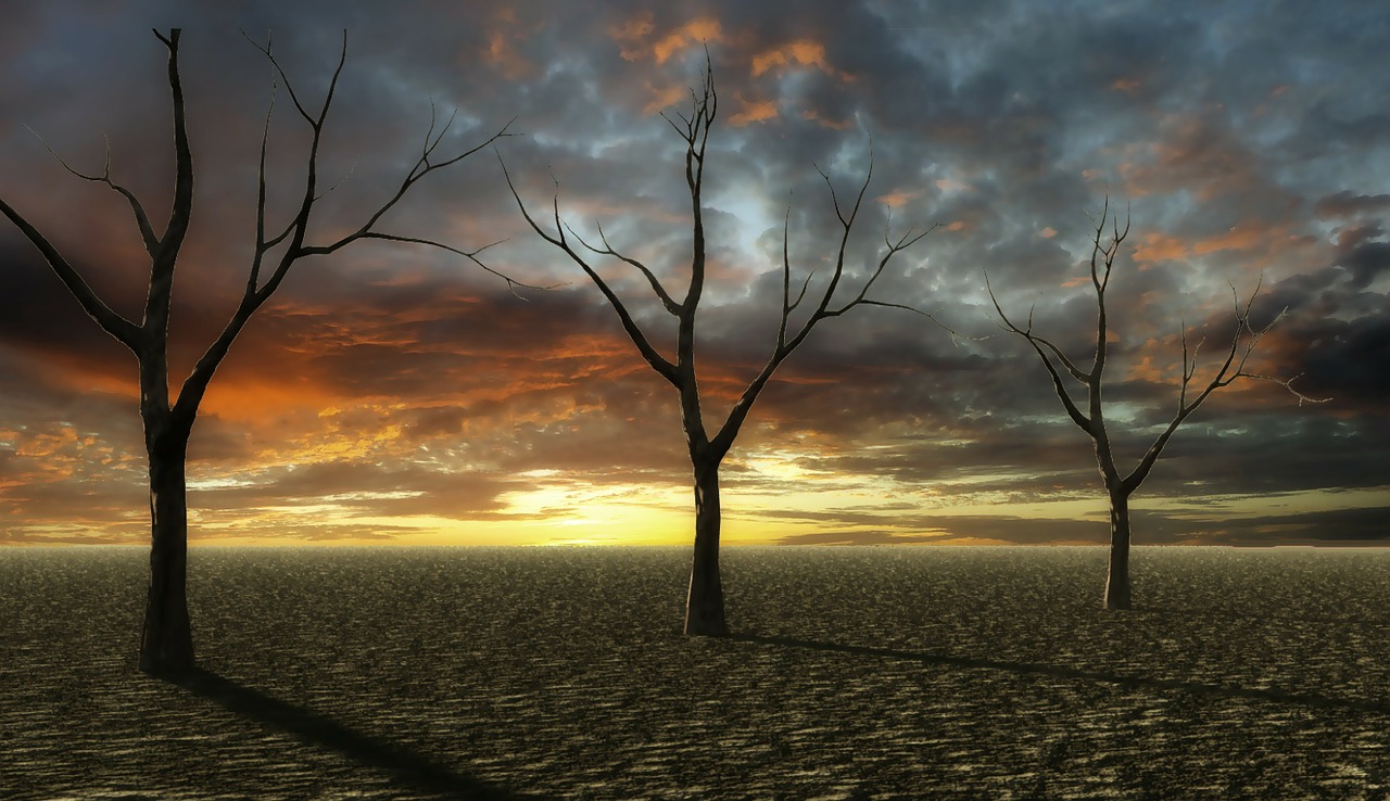 Image - sunset desert dry trees sandy soil