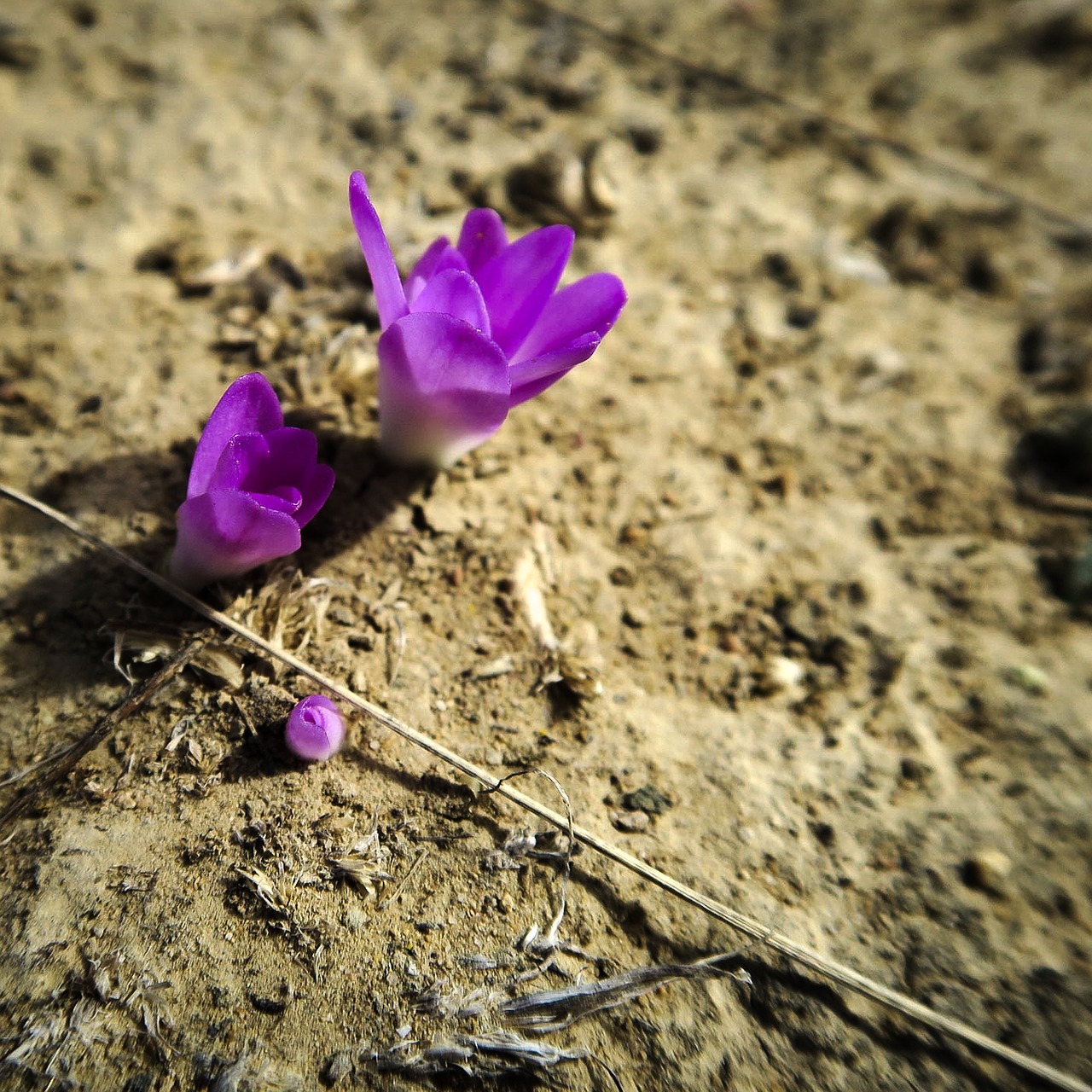 Image - desert flower earth