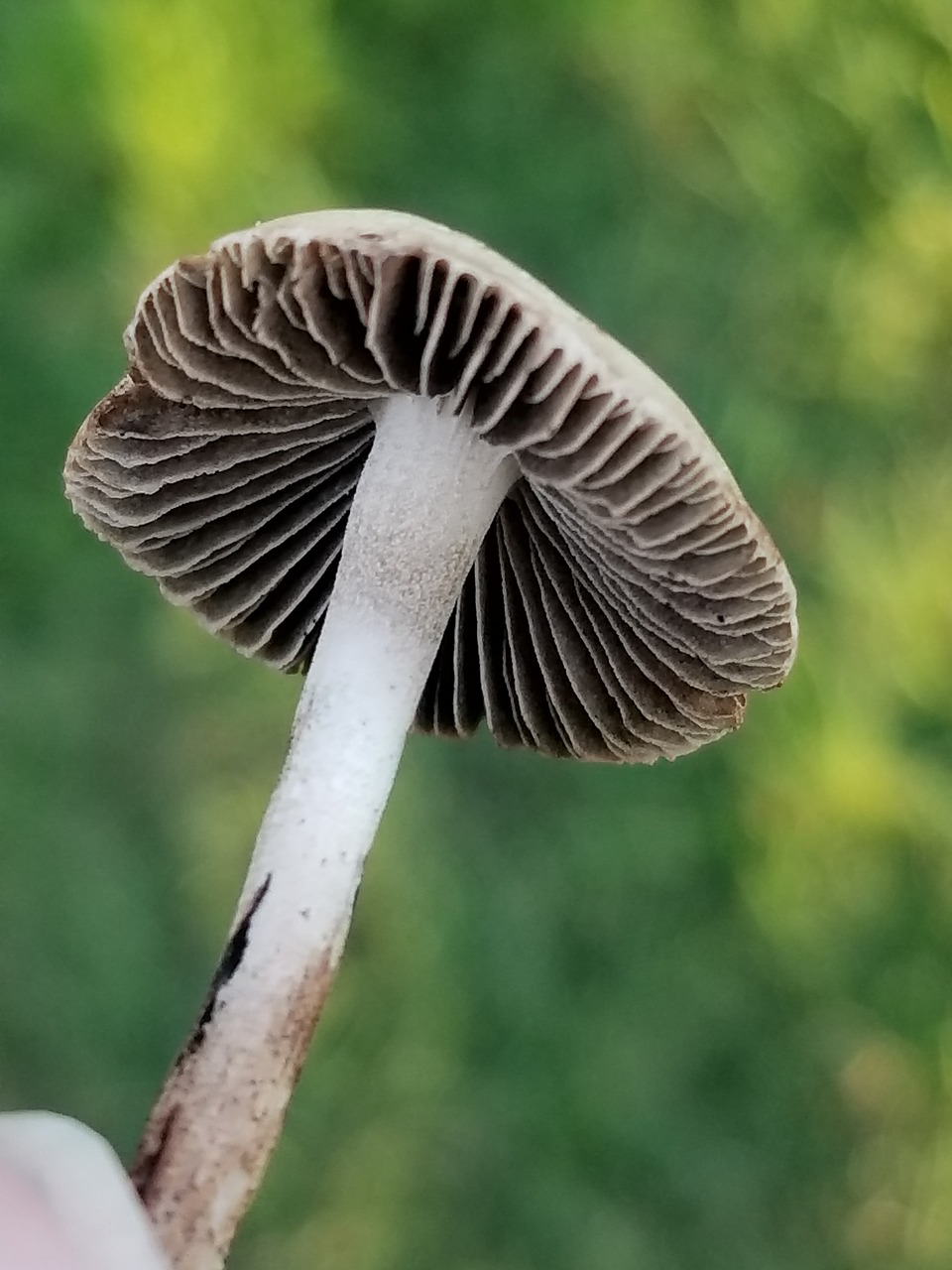 Image - mushroom nature tiny