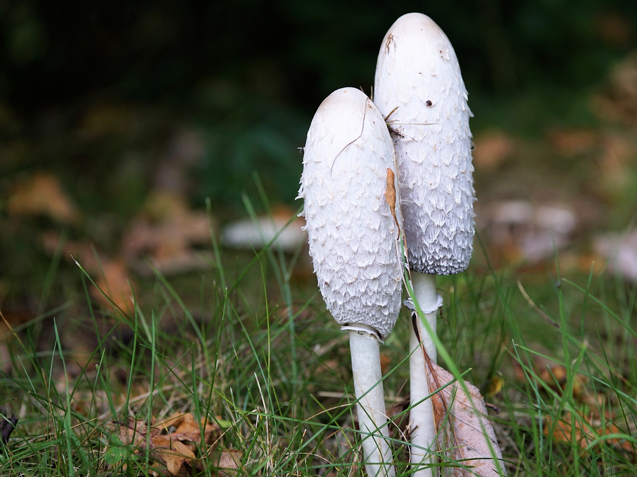 Image - mushroom forest autumn nature