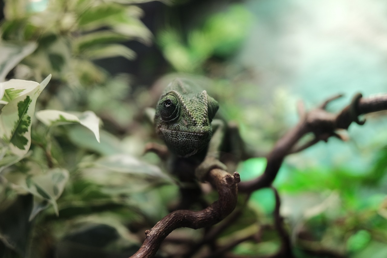 Image - reptile jungle lizard chameleon