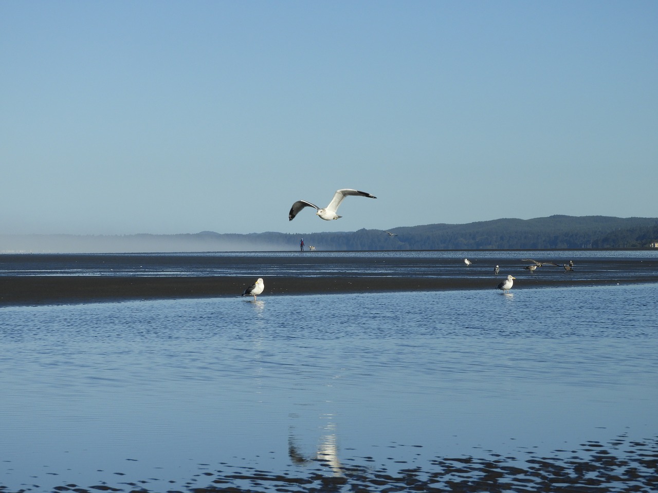 Image - beach seagull flight gull shore