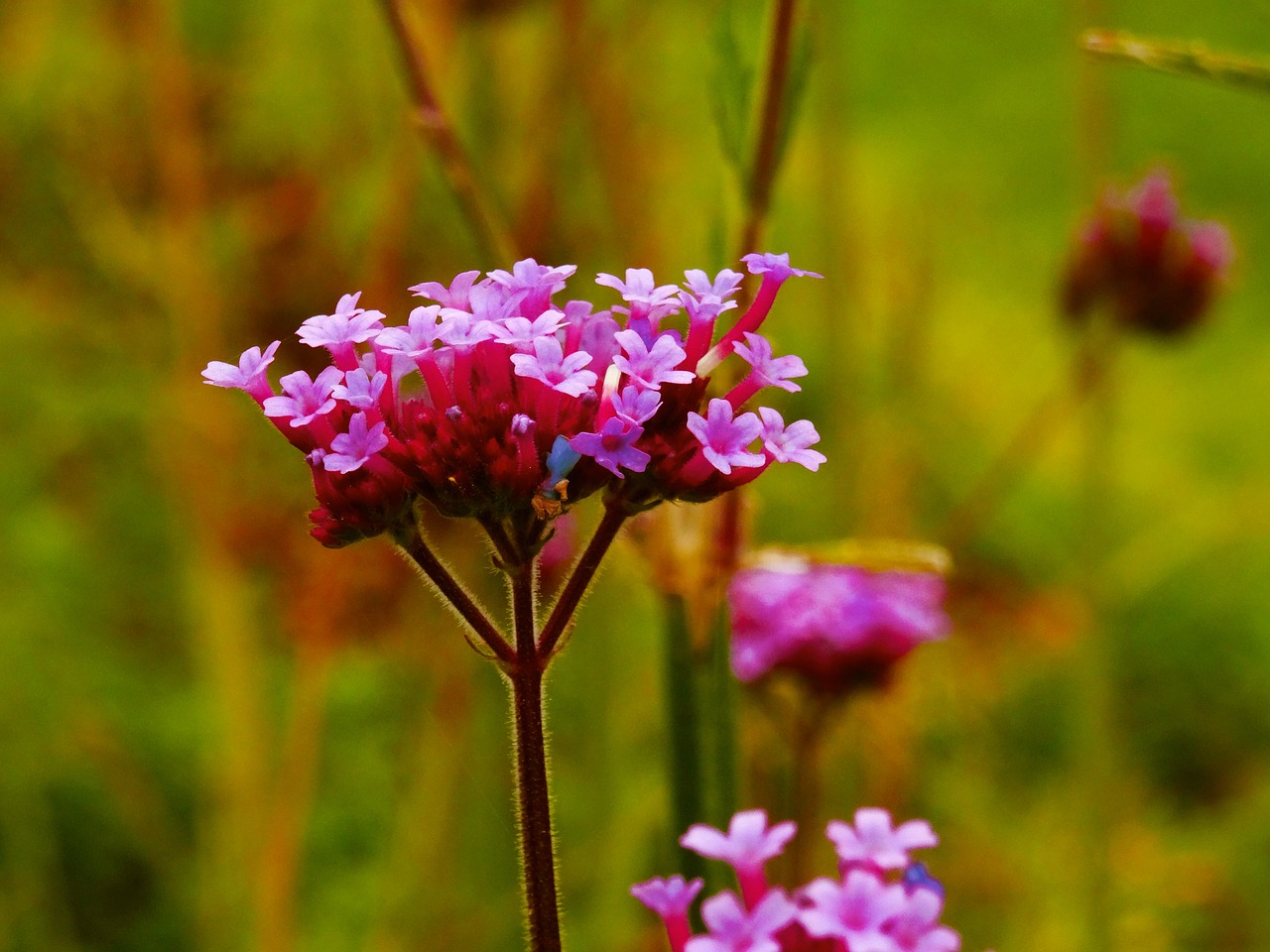 Image - flower purple small background