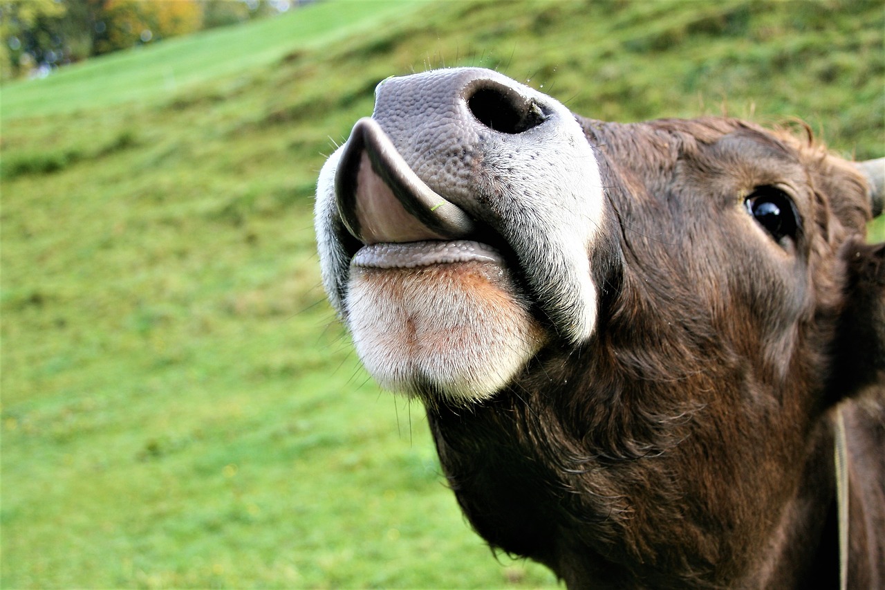 Image - language pasture land meadow