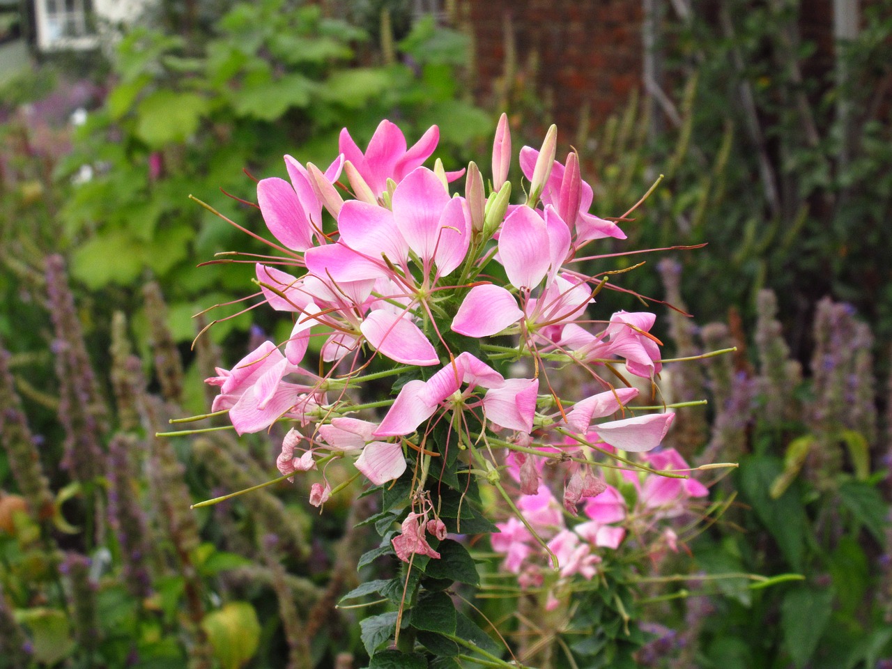 Image - flower bloom drunk butterfly flower