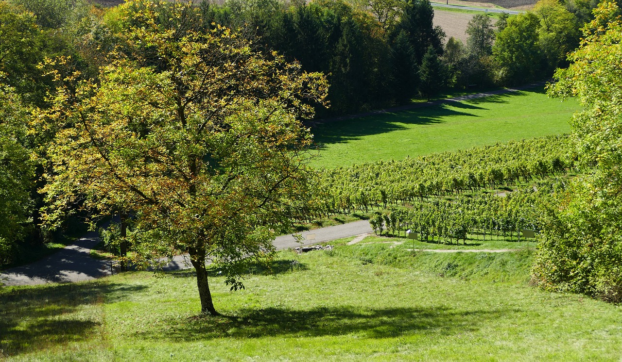 Image - tree autumn vines nature green