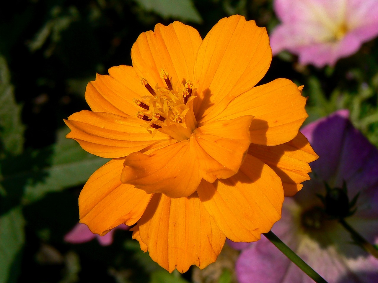 Image - budapest cosmos margaret island