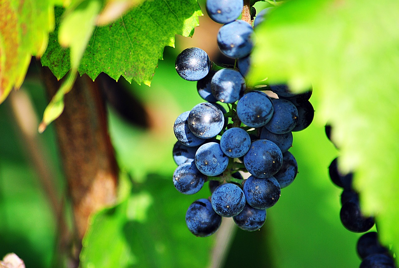 Image - grapes leaves sun
