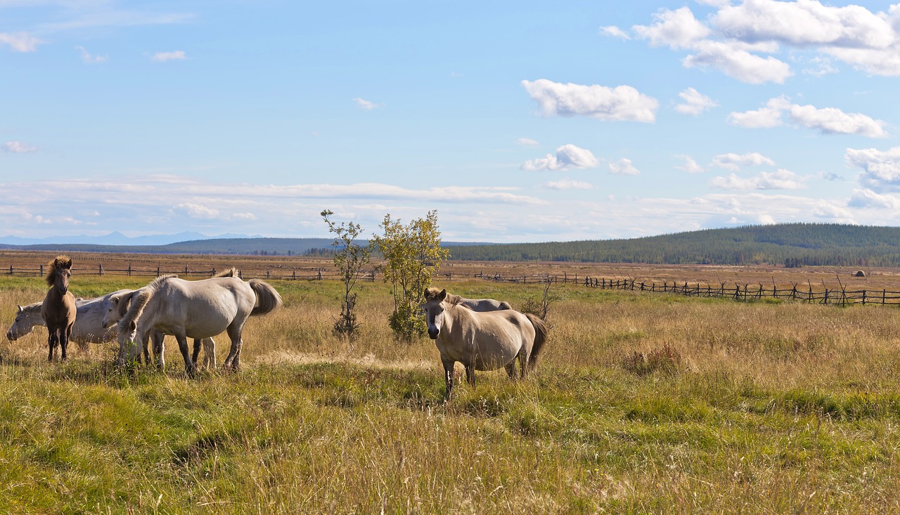 Image - horse autumn valley