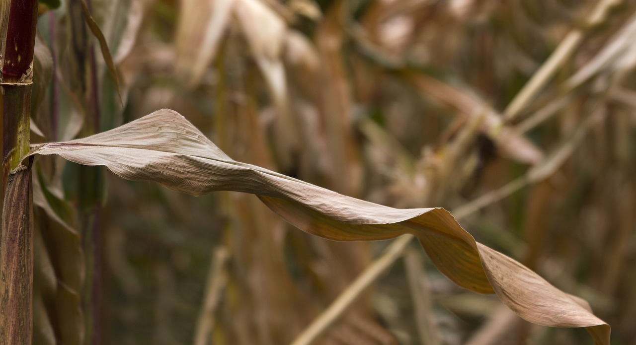 Image - sheet corn growth genetics summer