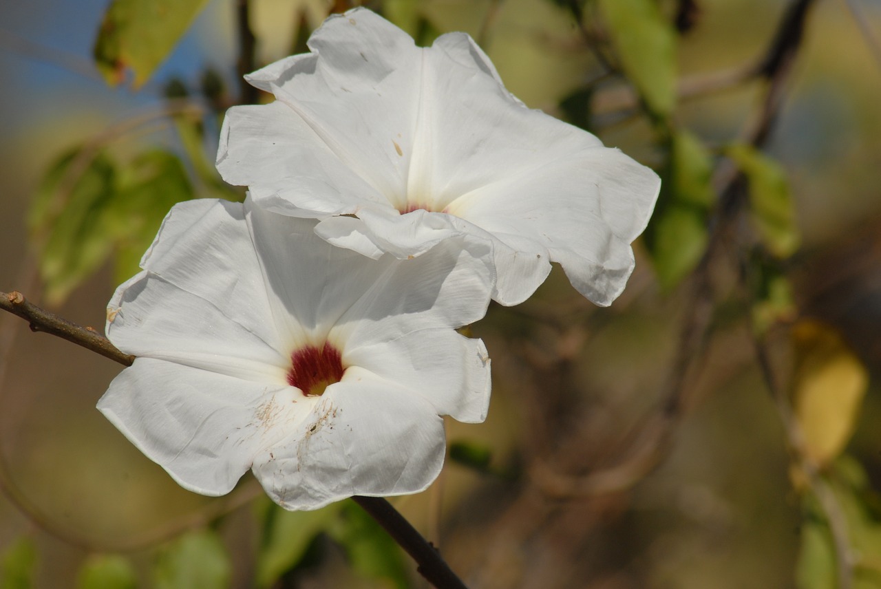 Image - flower cazahuate tree bark