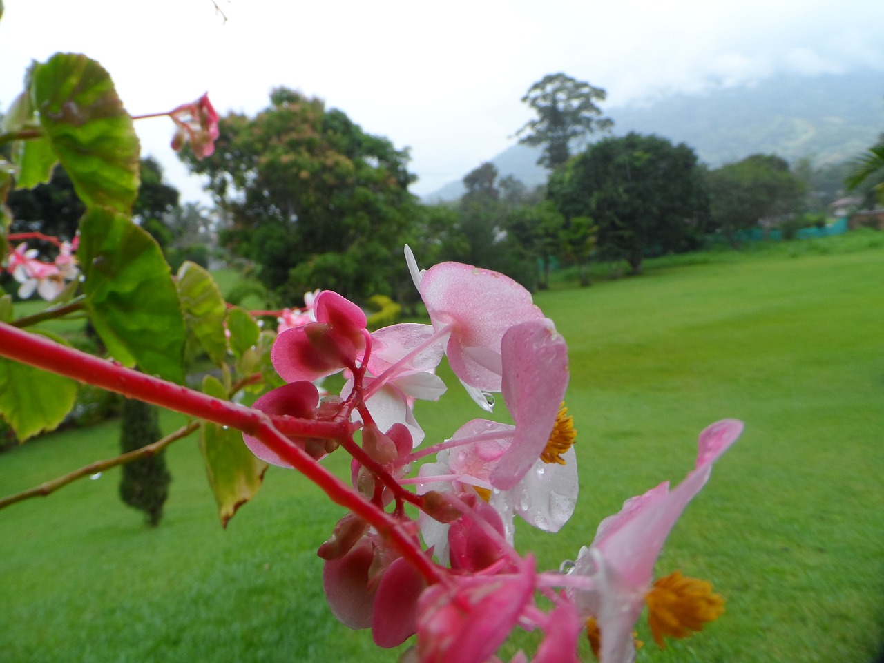 Image - nature flowers pl flora plants