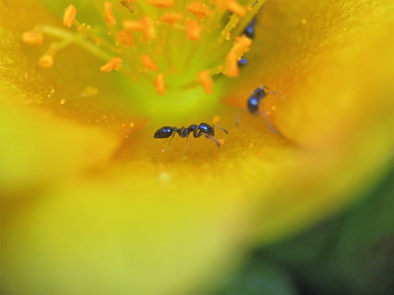 Image - insect ant tiny bloom yellow