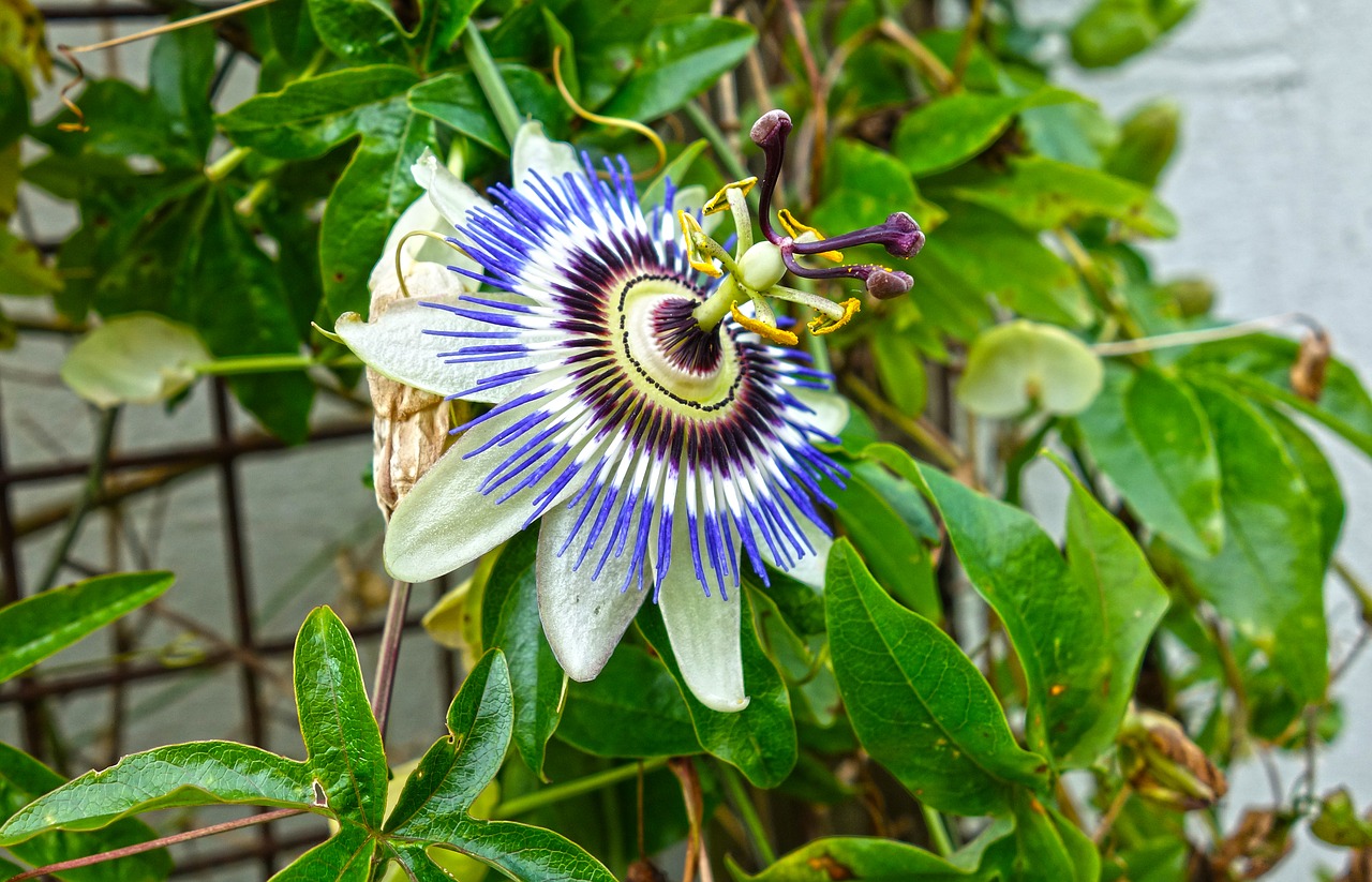 Image - passion flower plant flower petal