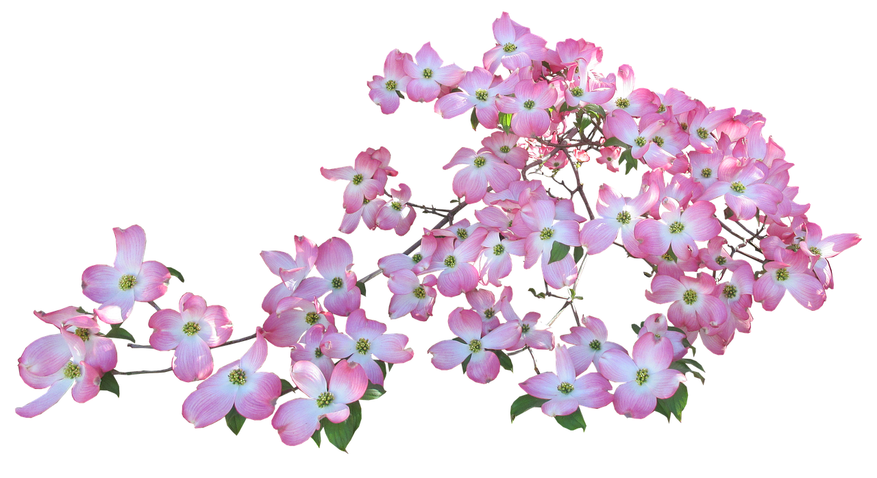Image - blossom pink dogwood tree