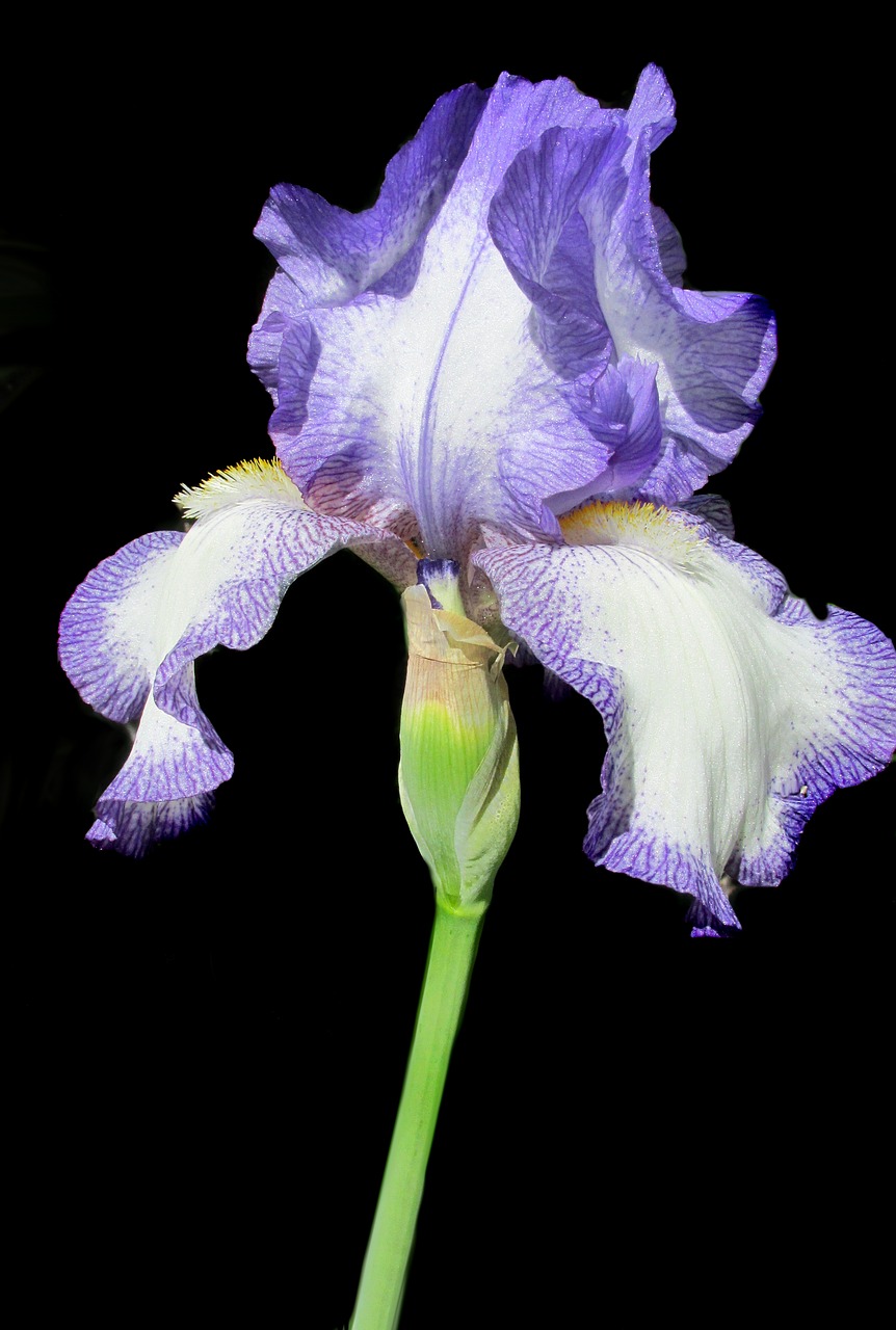 Image - iris purple white perennial