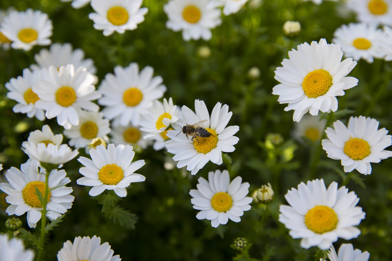 Image - flower spring field floral nature