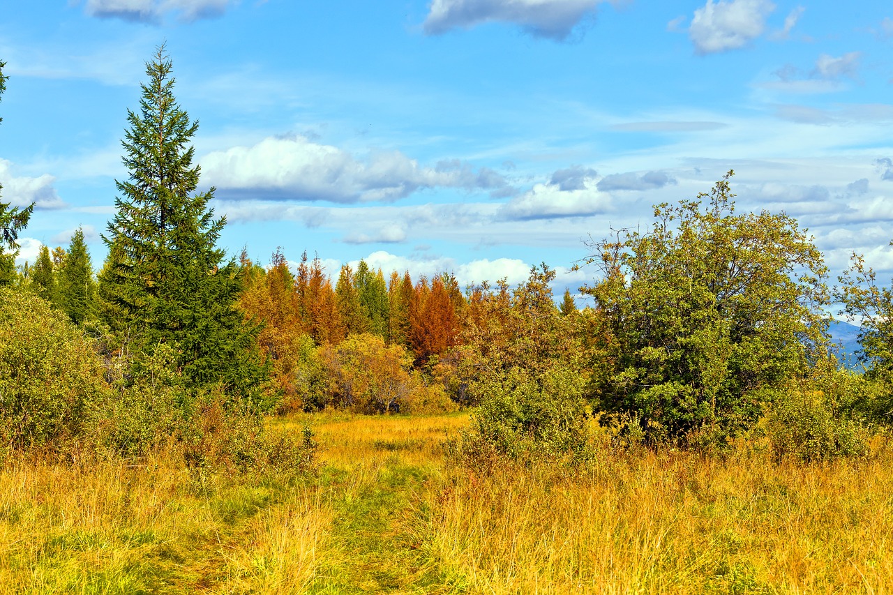 Image - autumn forest road cloud grass