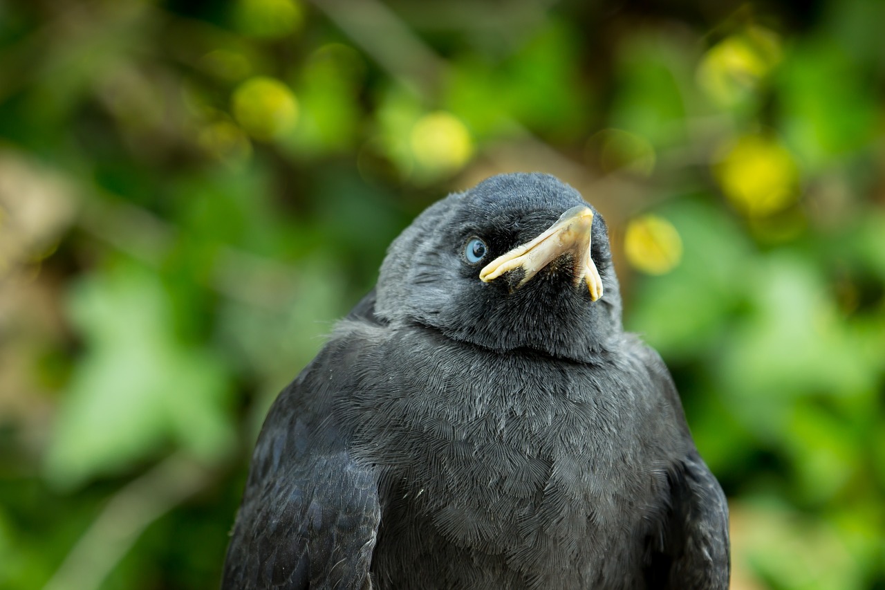 Image - young jackdaw jackdaw precocial