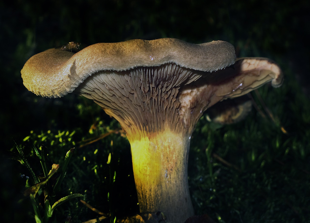 Image - mushroom disc fungus forest floor