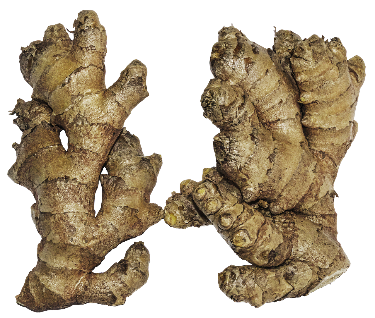 Image - ginger rhizome ginger root