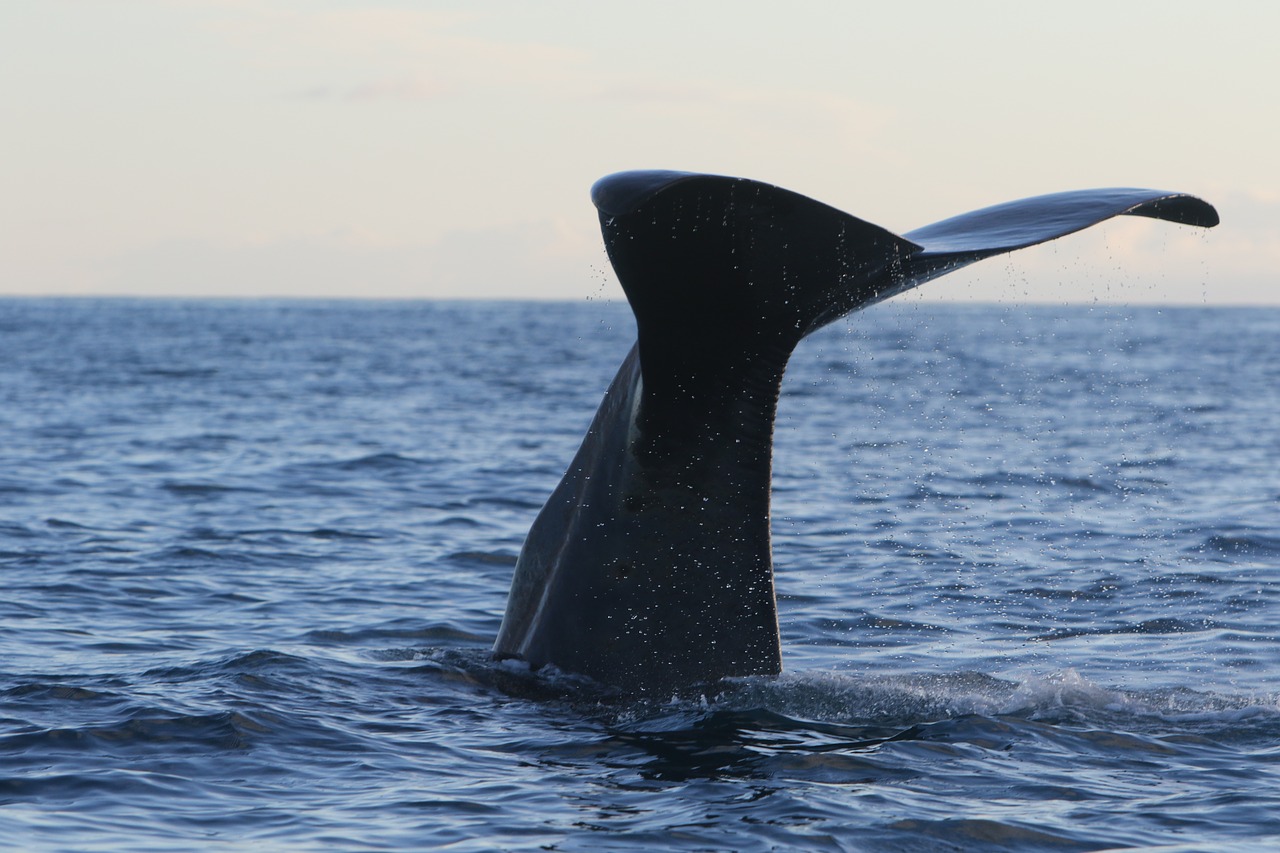 Image - whale sperm whale dive cachalot