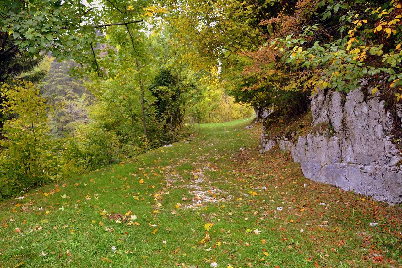 Image - trail grass trees excursion autumn