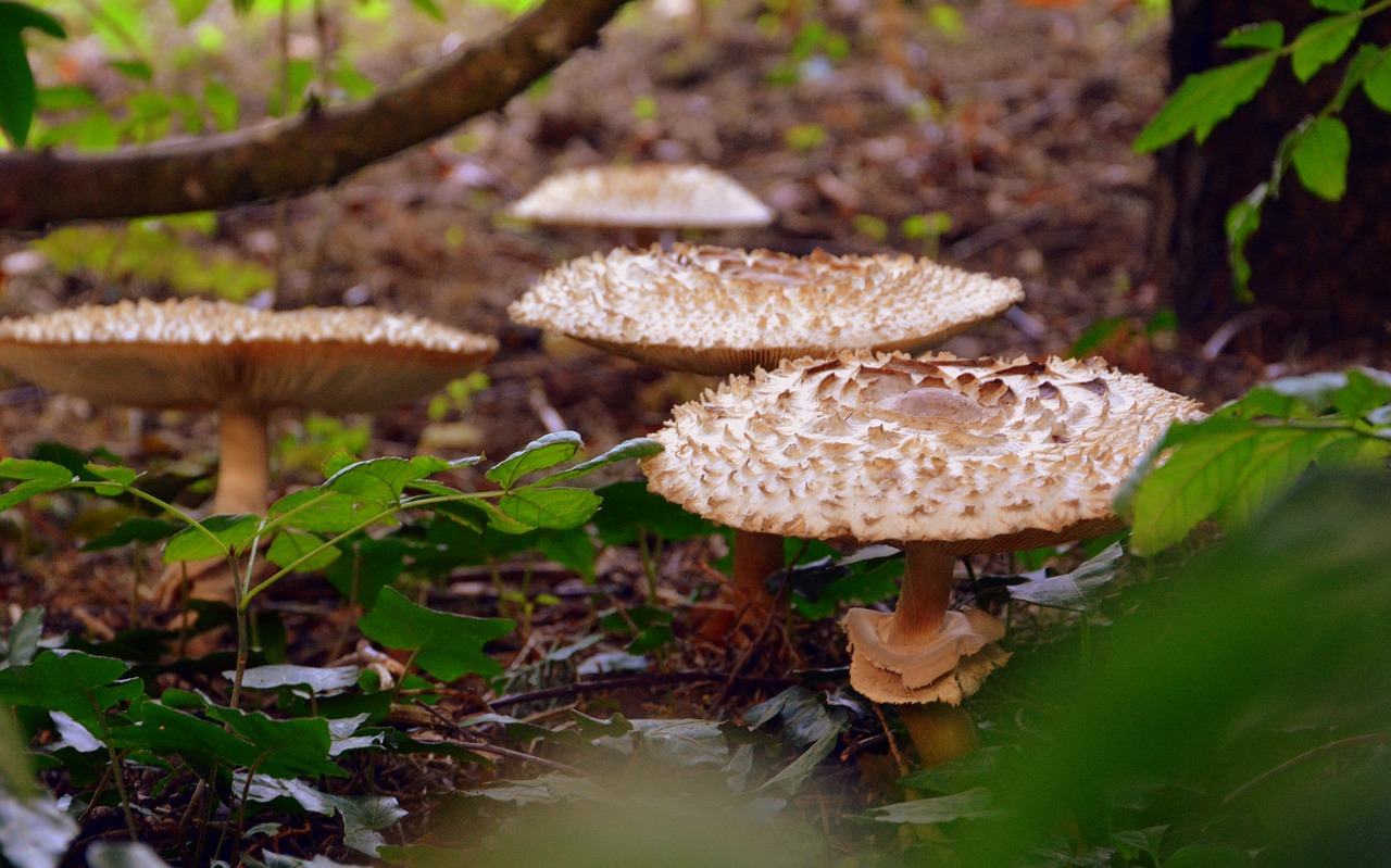 Image - mushrooms leaves prato grass