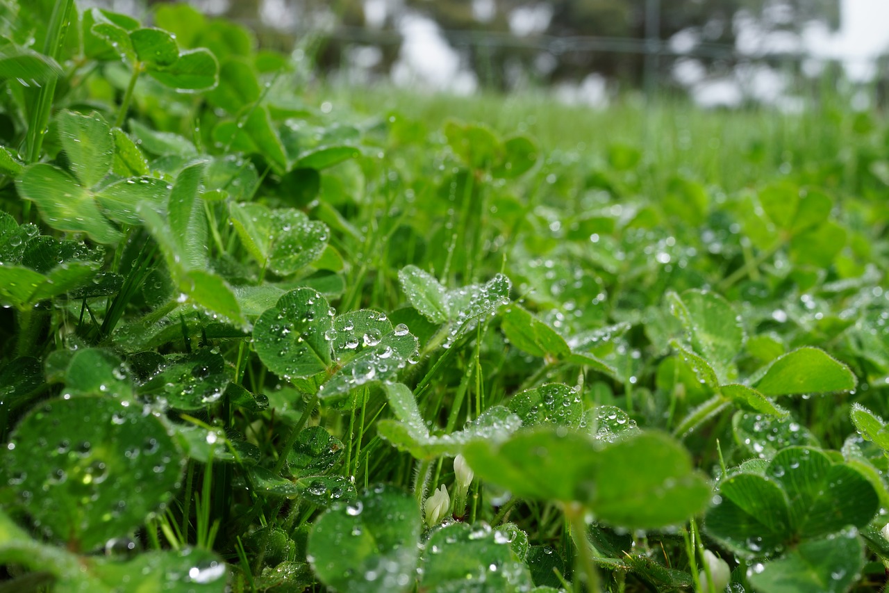 Image - morning dew weed grassland meadow