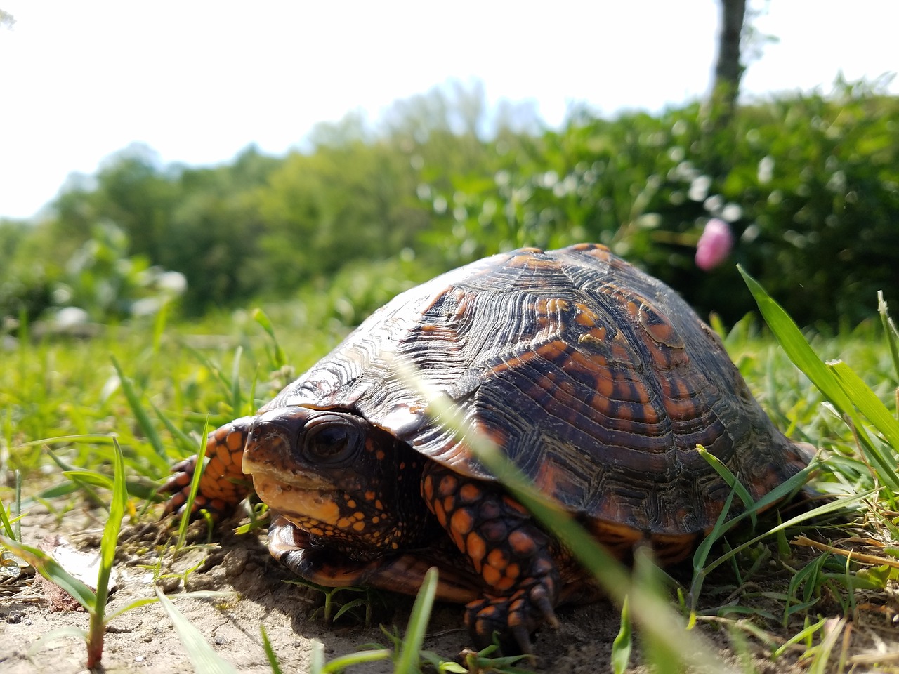 Image - turtle nature grass natural wild