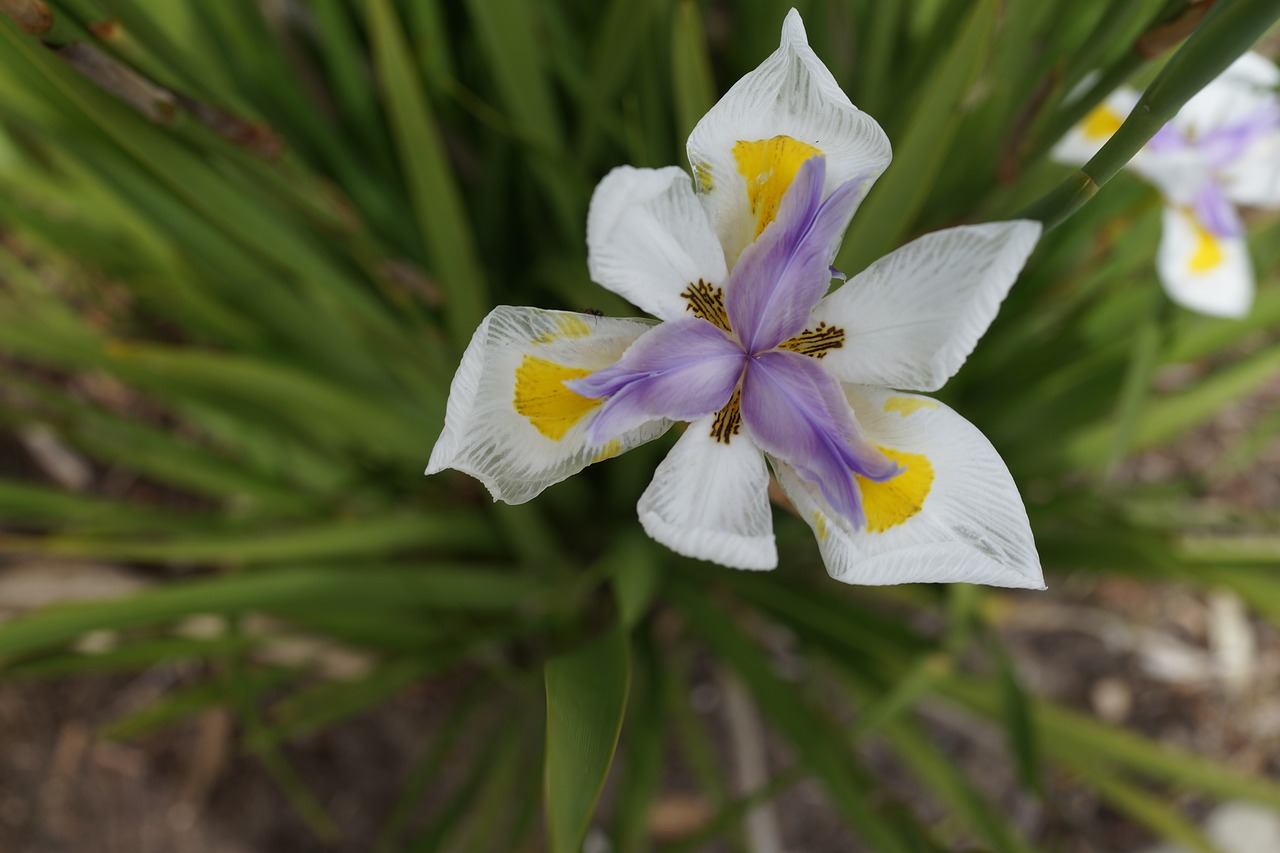Image - mitsubishi flower tri petals