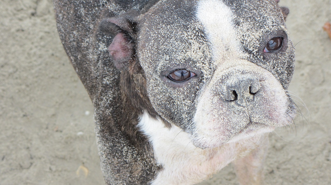 Image - boston perro dog arena pet