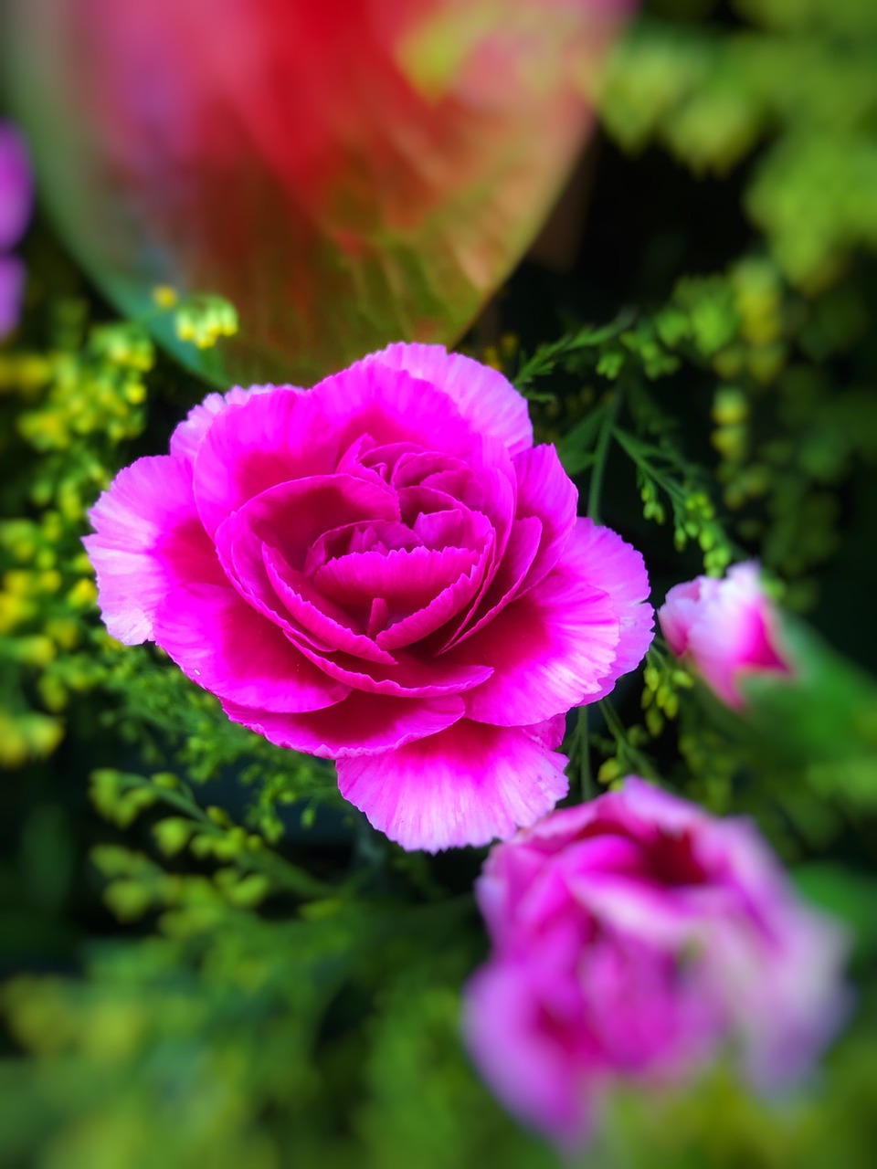 Image - flower beauty dianthus purple