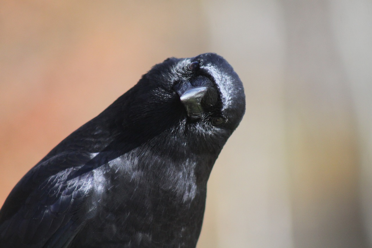 Image - crow head tilt bird portrait