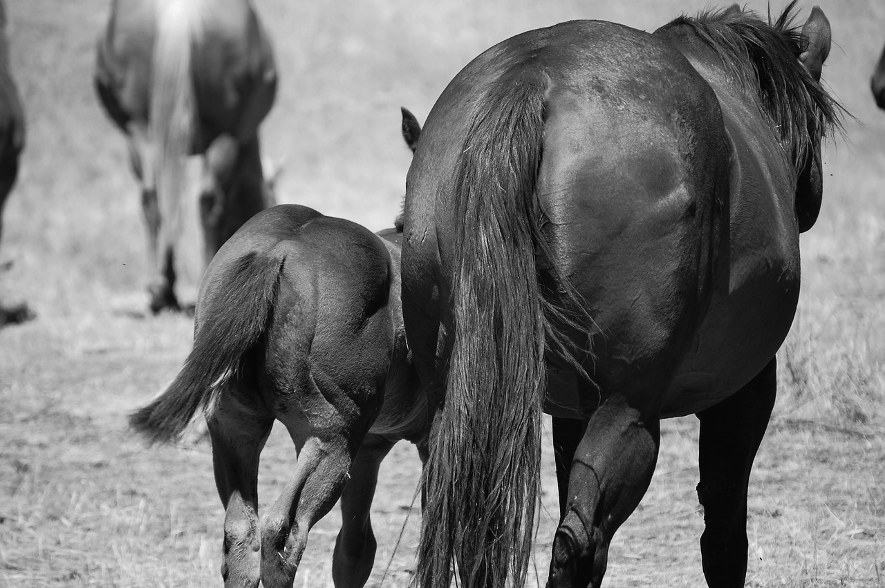 Image - horses horseback riding stallion