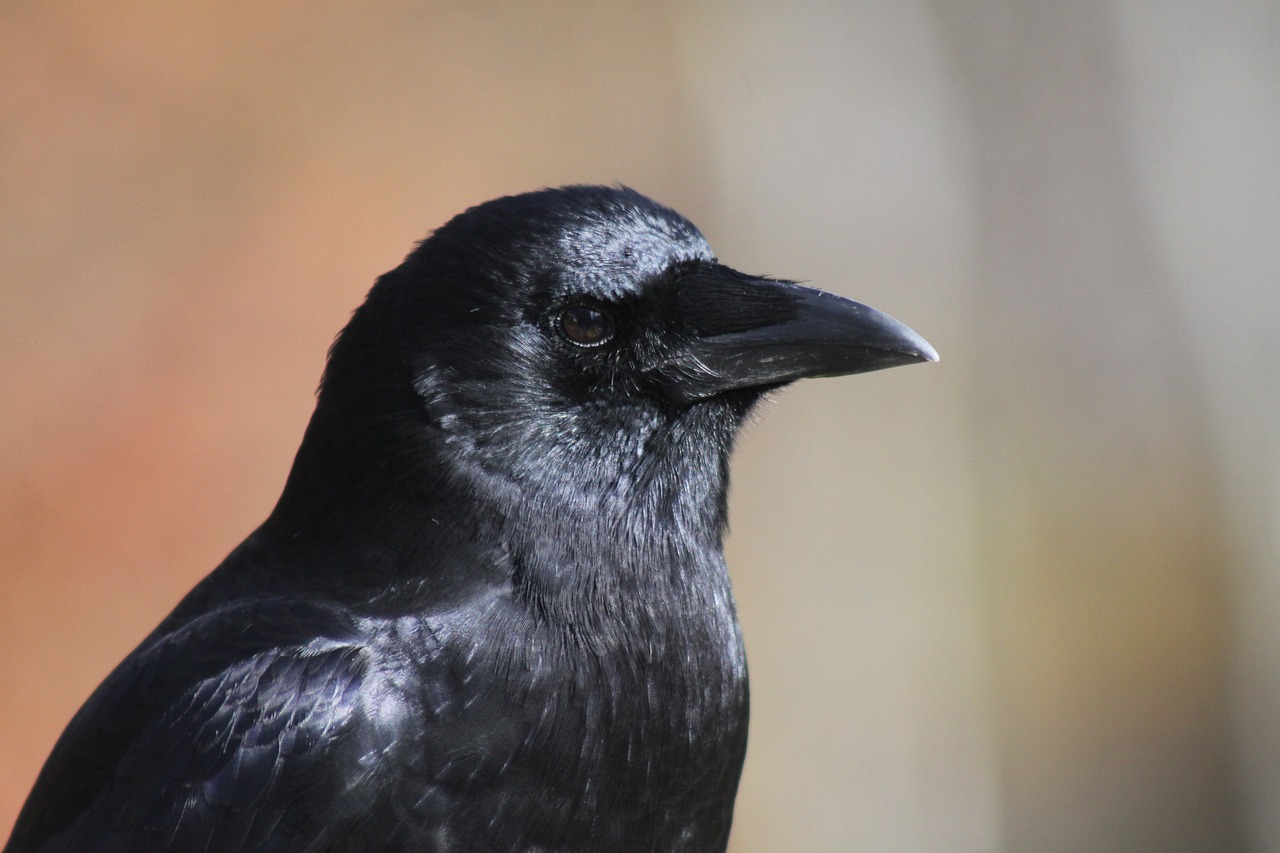 Image - crow close up profile portrait