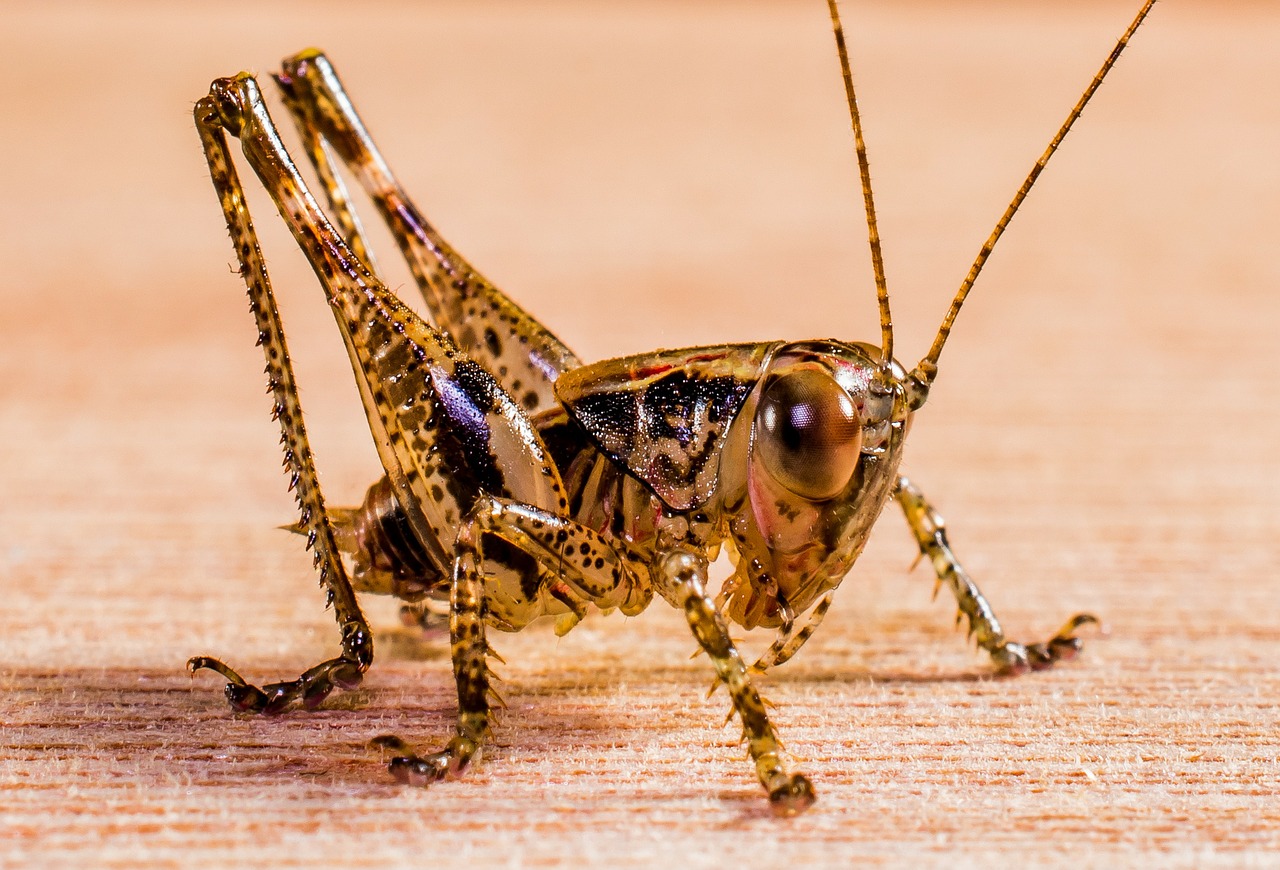 Image - grasshopper viridissima insect