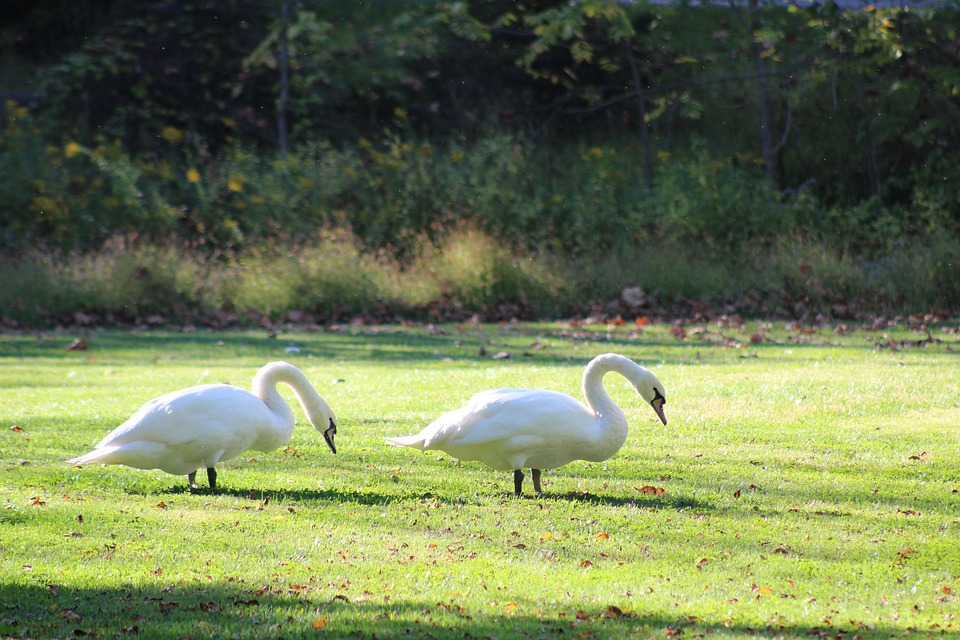 Image - swan bird nature