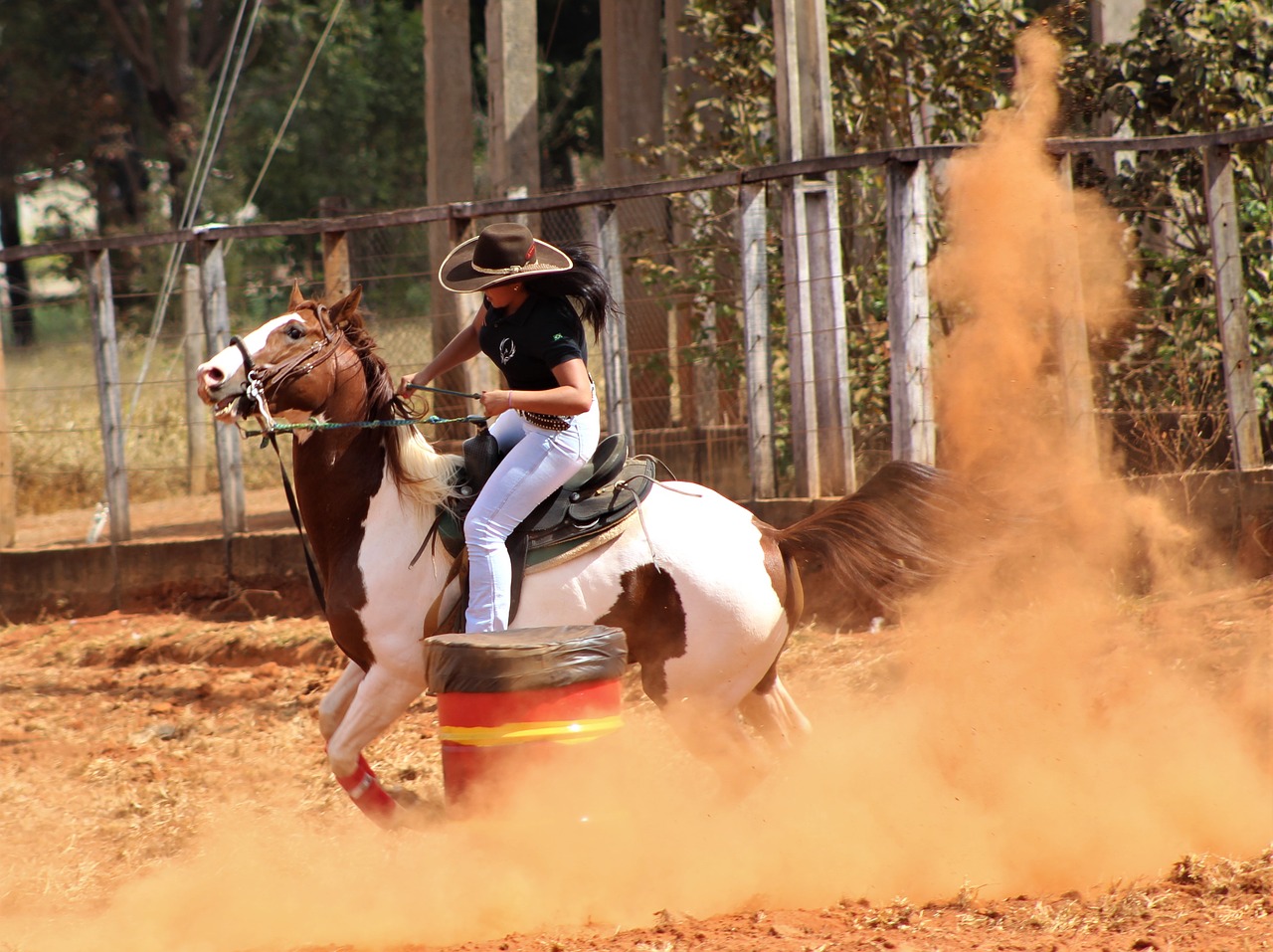 Image - horse animal coat equitation