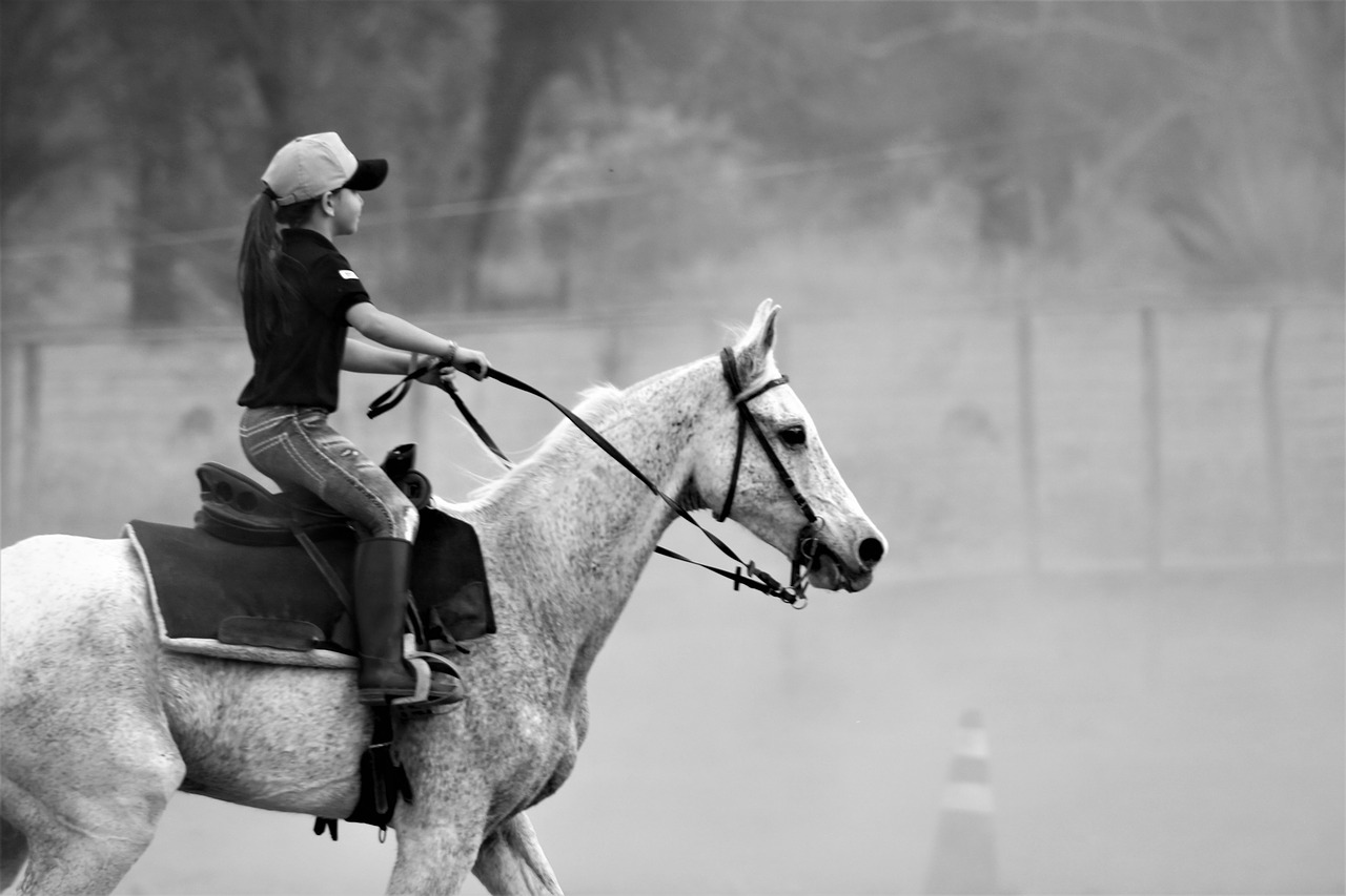 Image - horse animal gray coat