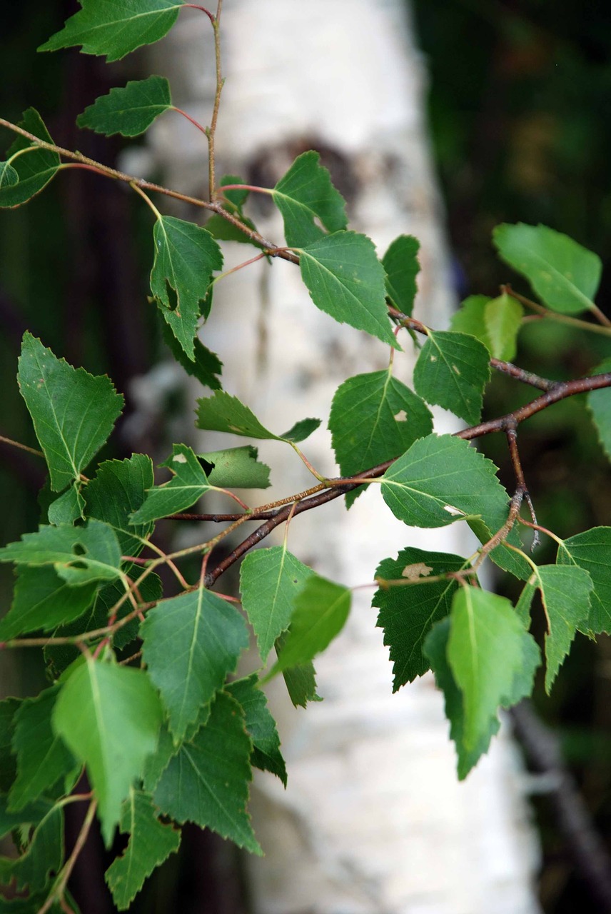 Image - birch sommarbjörk hardwood