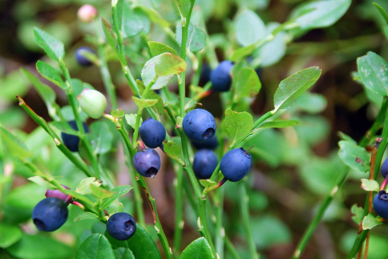 Image - blueberries sprigs summer berries