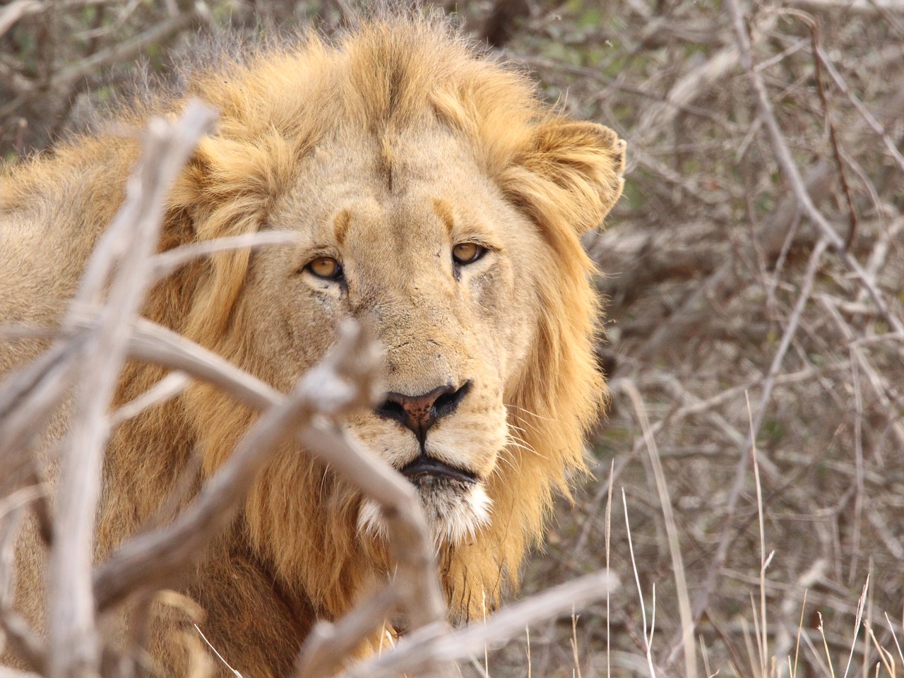 Image - lion kruger south africa africa