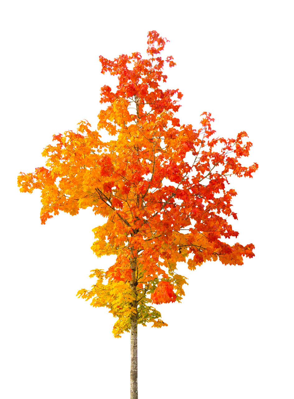 Image - nature autumn tree fall foliage