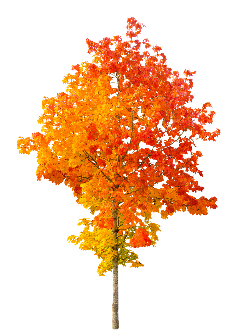 Image - nature autumn tree fall foliage