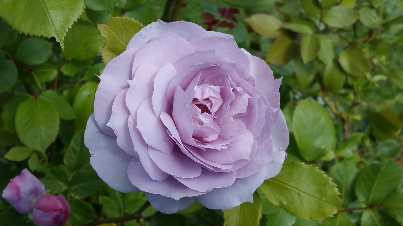 Image - rose purple nature flowers blossom