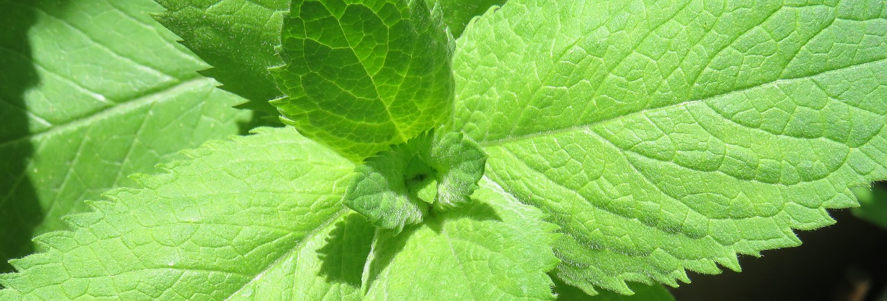 Image - peppermint green hairy herbs aroma